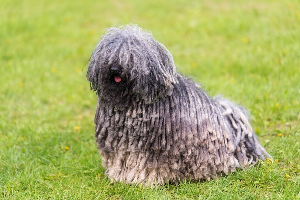 Puli Puli