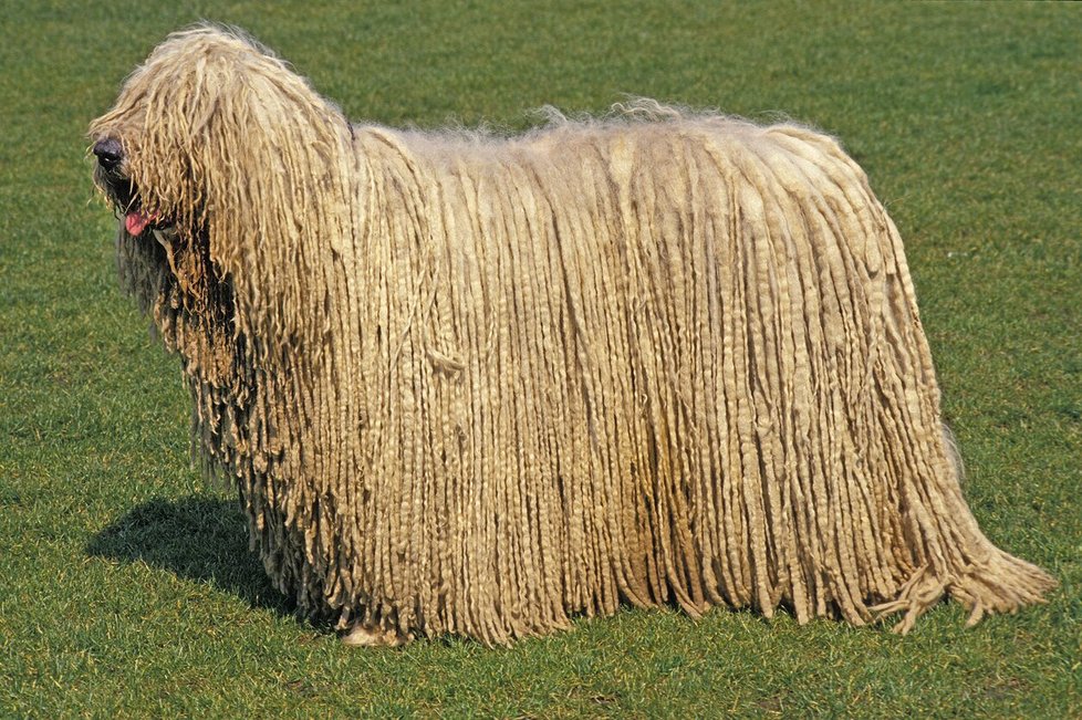 Komondor Komondor
