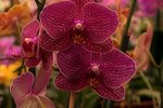 Nejprodávanějšími hrnkovými květinami na světě jsou orchideje rodu phalaenopsis. S kamerou jsme se vydali do místa, kde jich najdete nejvíce v Česku