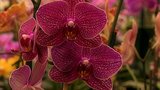 Zvědavá kamera: Vítejte v království orchidejí! Jak je pěstovat?