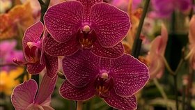 Nejprodávanějšími hrnkovými květinami na světě jsou orchideje rodu phalaenopsis. S kamerou jsme se vydali do místa, kde jich najdete nejvíce v Česku