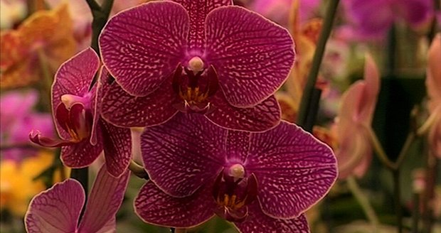 Nejprodávanějšími hrnkovými květinami na světě jsou orchideje rodu phalaenopsis. S kamerou jsme se vydali do místa, kde jich najdete nejvíce v Česku