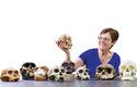 Doktorka Debbie Argue z Australské národní univerzity s rekonstrukcí lebky hobita