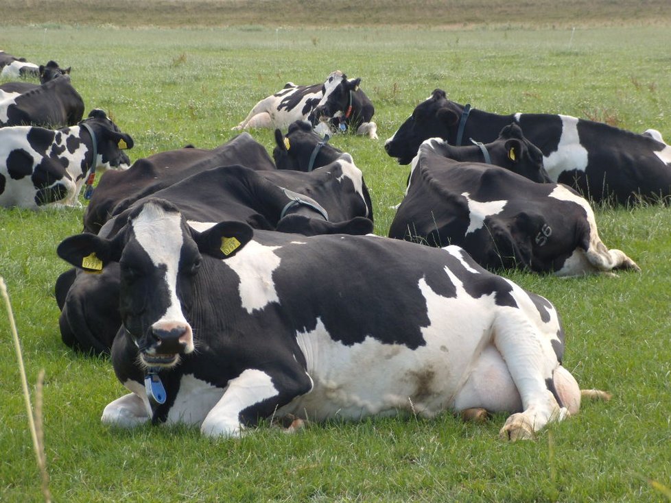 Takovéhle krávy najdete jedině v Holandsku...Není divu, že nejkvalitnější sýry pocházejí právě odsud