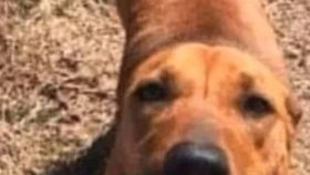 Snímek psího zachránce, který strávil s holčičkou dva dny v lese.