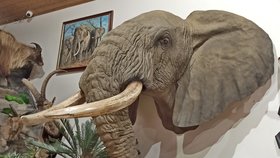 Místo v novém pavilonu, kde bude stát slon, zatím visí na stěně jen jeho hlava. Preparovat se bude přímo na místě.