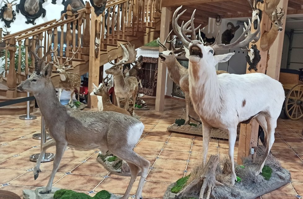 Výhodou vycpané zoo v Holčovicích je, že si každý může zvířata prohlédnout zblízka a třeba se i kouknout lvovi do tlamy.