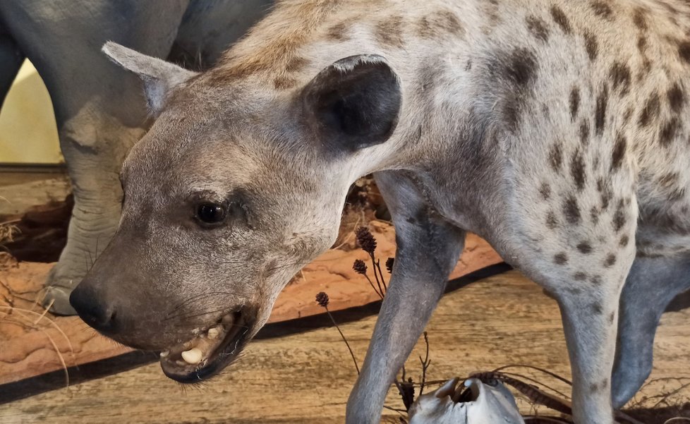 Výhodou vycpané zoo v Holčovicích je, že si každý může zvířata prohlédnout zblízka a třeba se i kouknout lvovi do tlamy.