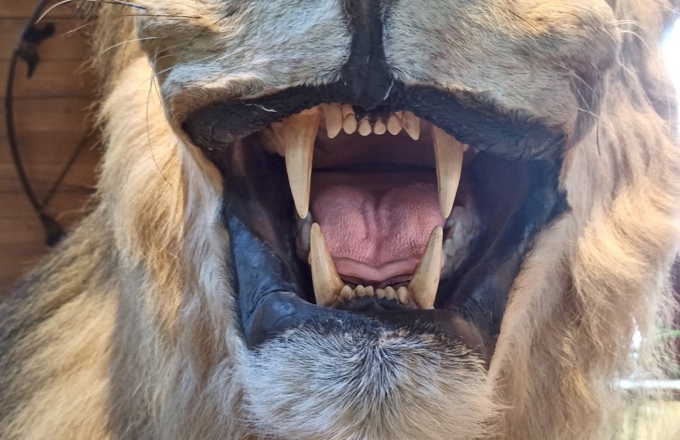 Na rozdíl od lva, který uhynul stářím v ostravské zoo, má ten z divočiny kvůli rvačkám úplně vypelichanou hřívu.