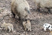 Záhada na Holedné: V oboře se narodila prasata s puntíky!