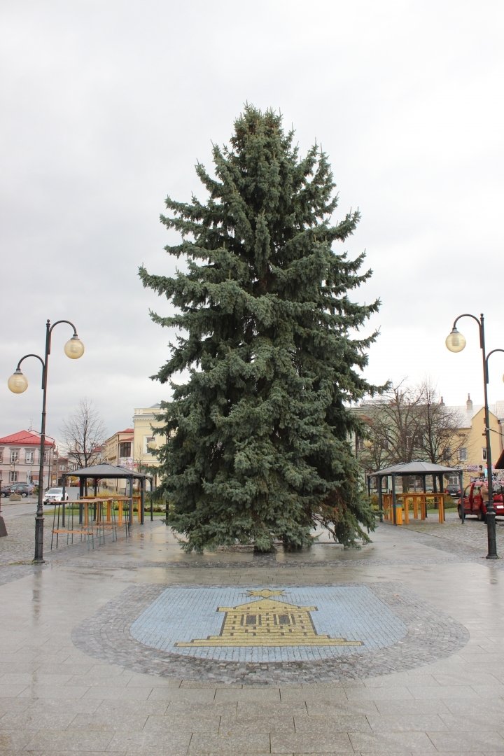 Tady strom ještě stojí na náměstí v Holešově.