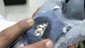 Policie nad vězením v Argentině sestřelila holuba s balíčkem plným drog (ilustrační foto)