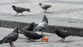 S městskými holuby je lepší vůbec nepřicházet do kontaktu, mohou přenášet řadu nemocí.