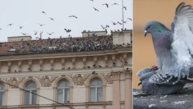 Kde je dům holubí? Blesk ho našel v Praze. Děsí chodce, trápí hygieniky