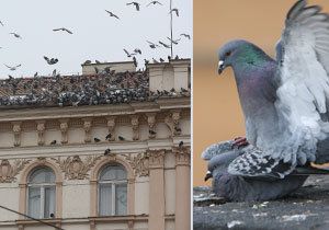 V Praze 7 je dům holubí, jaký hledal ve své písničce zpěvák Jiří Schelinger. Majitel tam na střeše krmí hejna holubů.