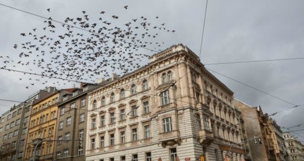 Hejno holubů odlétá ze střechy. Podívaná jako z hororu.