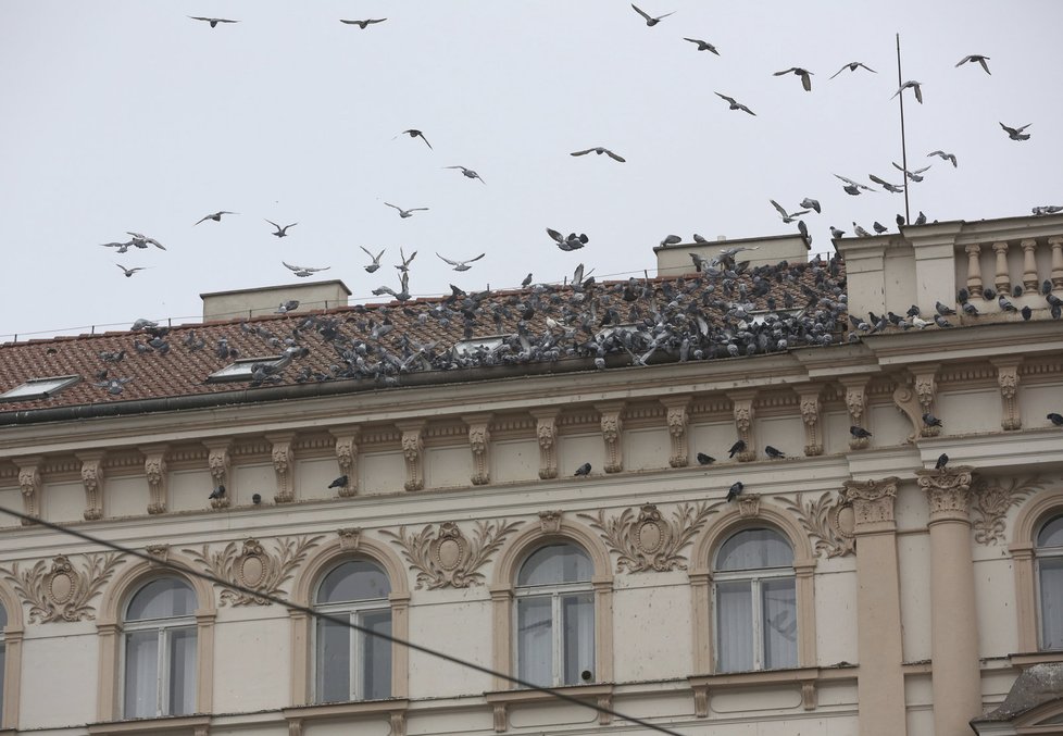 Ptáci „obalují“ střechu  i okapy.