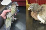 Zachránce se 4 měsíce staral o mládě holuba hřivnáče: Veterináři ho museli utratit