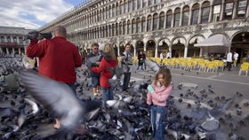 Problémy s holuby má řada evropských měst. Včetně Benátek