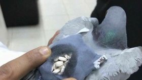 Kuvajtská policie zadržela holuba, který pašoval téměř 200 pilulek extáze.