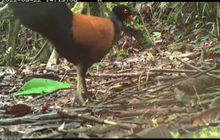 V Nové Guineji našli vzácného holuba horského: 140 let ho nikdo neviděl!