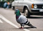 Tokijský taxikář byl zatčen a obviněn z úmyslného přejetí holuba