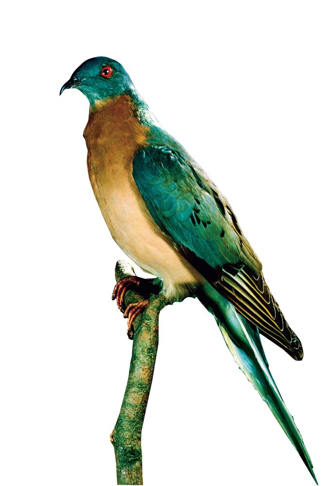 Severoamerického holuba stěhovavého známe už jen z vycpanin