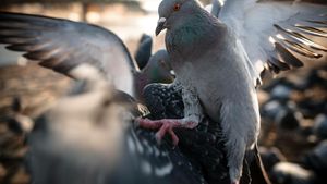 Pražští holubi trpí! Spolek vybírá peníze na záchrannou stanici v Bohnicích