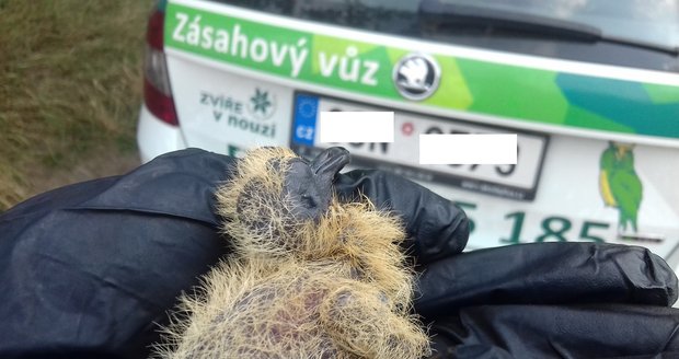 Mláďata z nekrytých hnízd trpí slunečním žárem, častým pacientem v Praze jsou mláďata holubů hřivnáčů a hrdliček