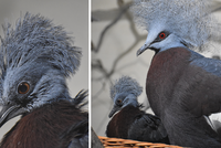 Vzácný unikát v Zoo Brno: Vyklubal se největší holub světa! Poprvé v historii