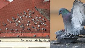 V Českém Těšíně se přemnožili holubi, podle místních pak umírali v odchytových klecích na přímém slunci.