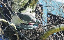 Pár holubů hřivnáčů: Od zamilovaných námluv až po vylíhnutí mláďat