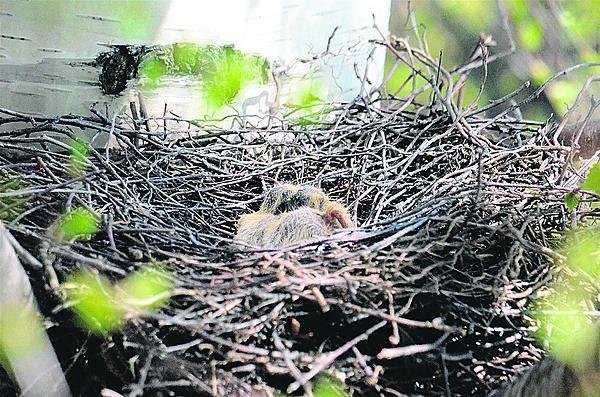 Po šestnácti dnech střídání rodičů na snesených vejcích se v hnízdě objevuje pohyb.