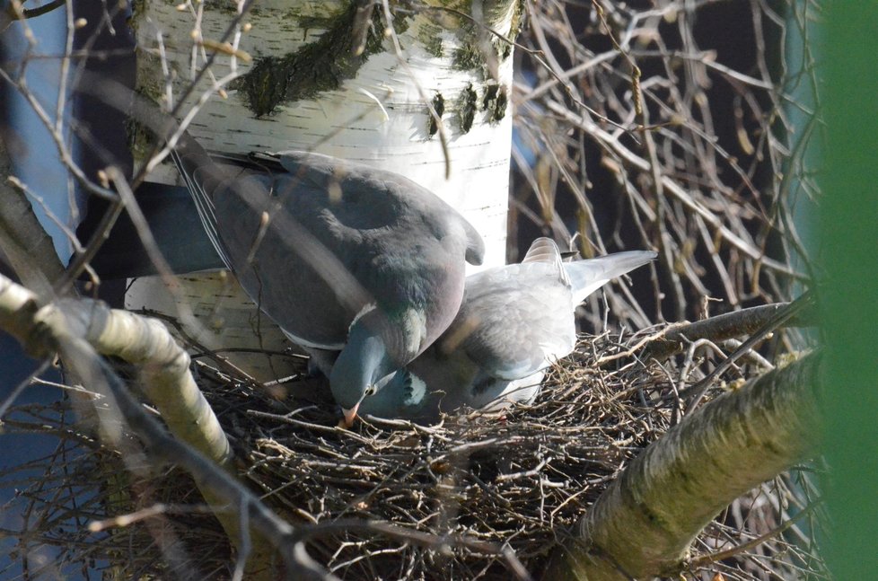 S přemnoženými holuby by Praze mohl pomoci městký holubník