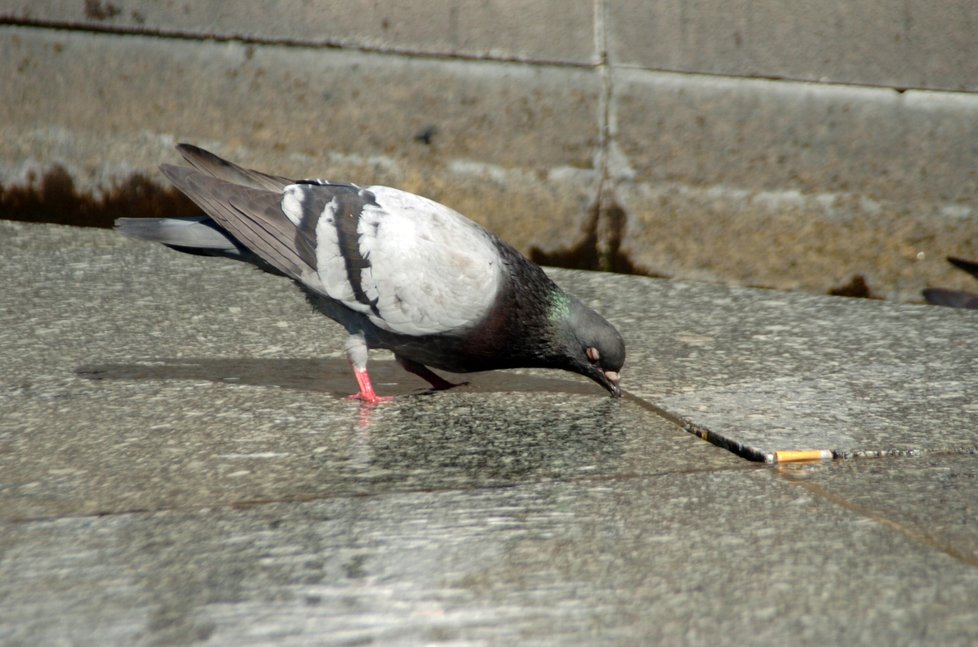 S přemnoženými holuby by Praze mohl pomoci městký holubník