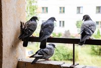 Jak odehnat holuby z vašeho balkonu či parapetu jednou provždy? Vyzkoušejte tyhle triky!