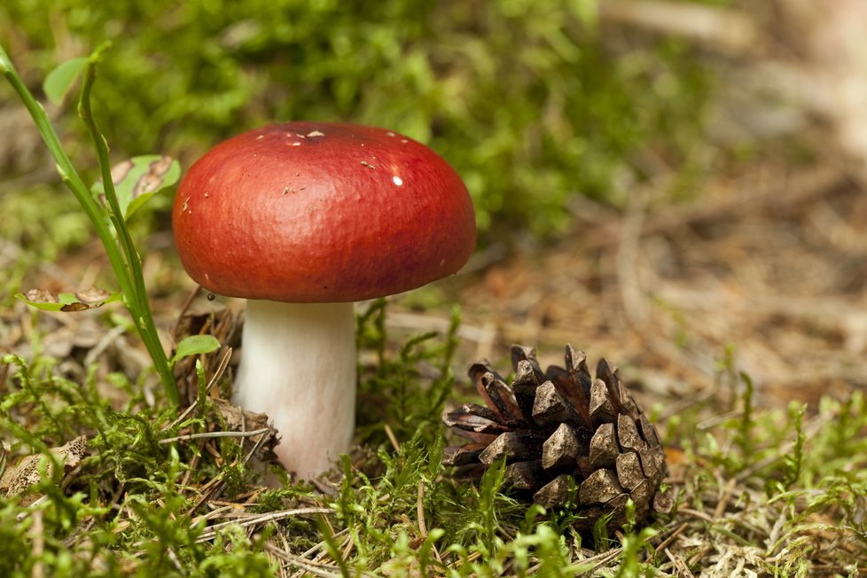 Holubinka jahodová, chutná houba podobná vrhavce, má načervenalou nohu a je také výrazně větší.
