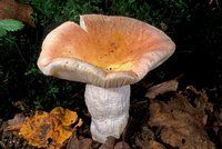Holubinka mandlová: Delikatesa, kterou houbaři milují. Jak ji bezpečně poznat?