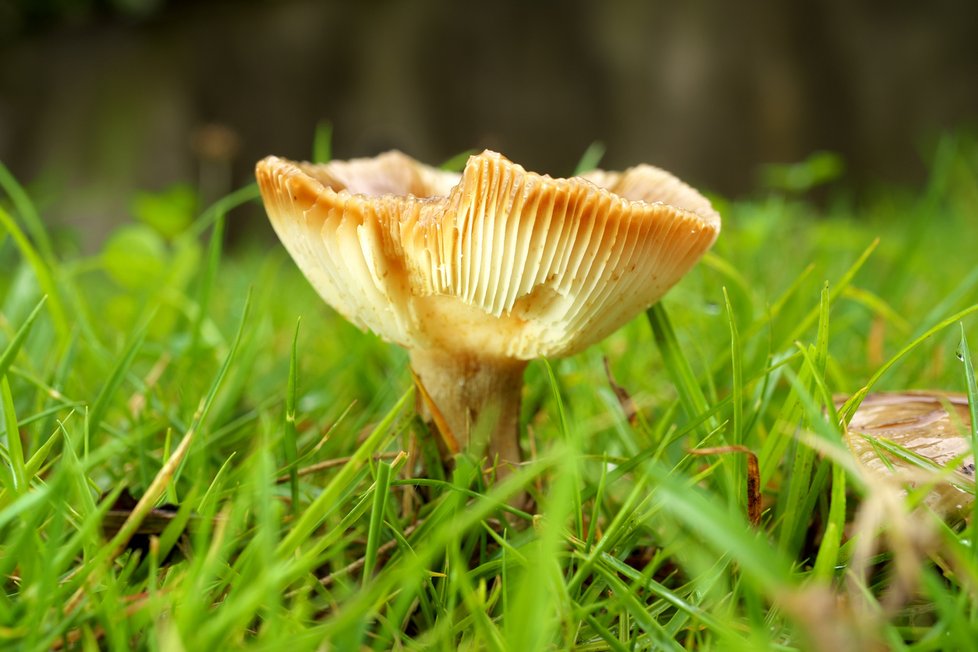Starší houby mají na lupenech rezavé skvrny.