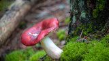 Holubinka révová: Chutná houba s hodně zvláštní vůní. Jak ji poznat a co z ní uvařit?