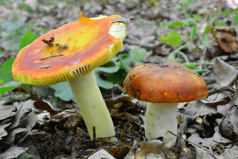 Holubinka zlatá, vzácná houba, která často roste v blízkkosti kozáka dubového.