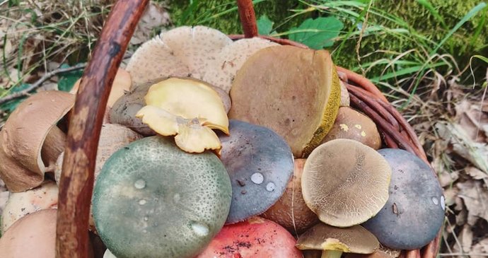 S takovým košíkem se z lesa vrátil Robert Hanzlík. Kdo by řekl, že vše je jedlé?!