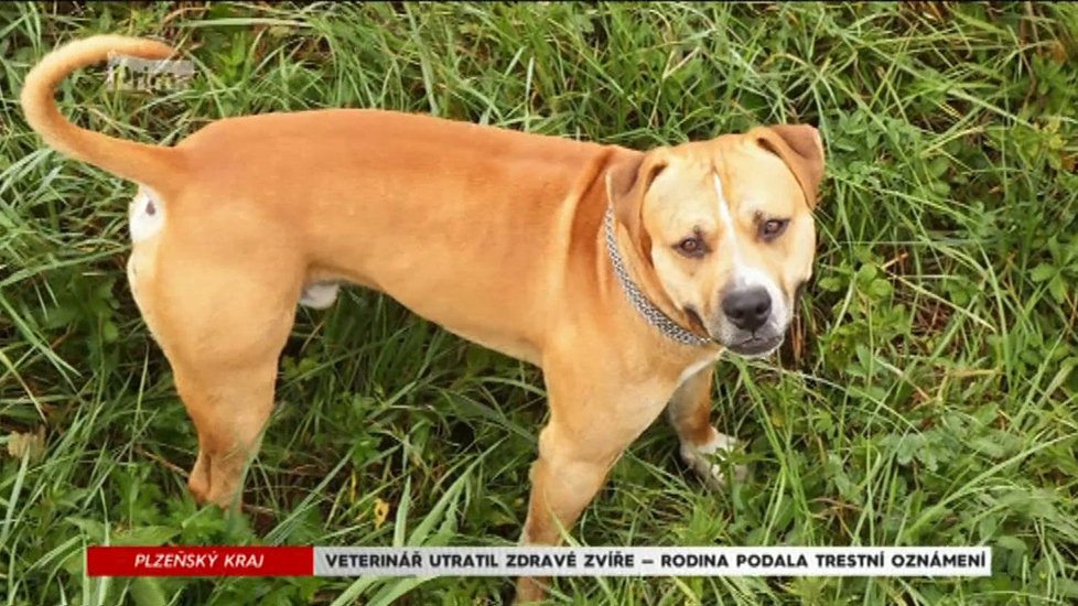 Bountyho utratil veterinář, protože si myslel, že je agresivní.