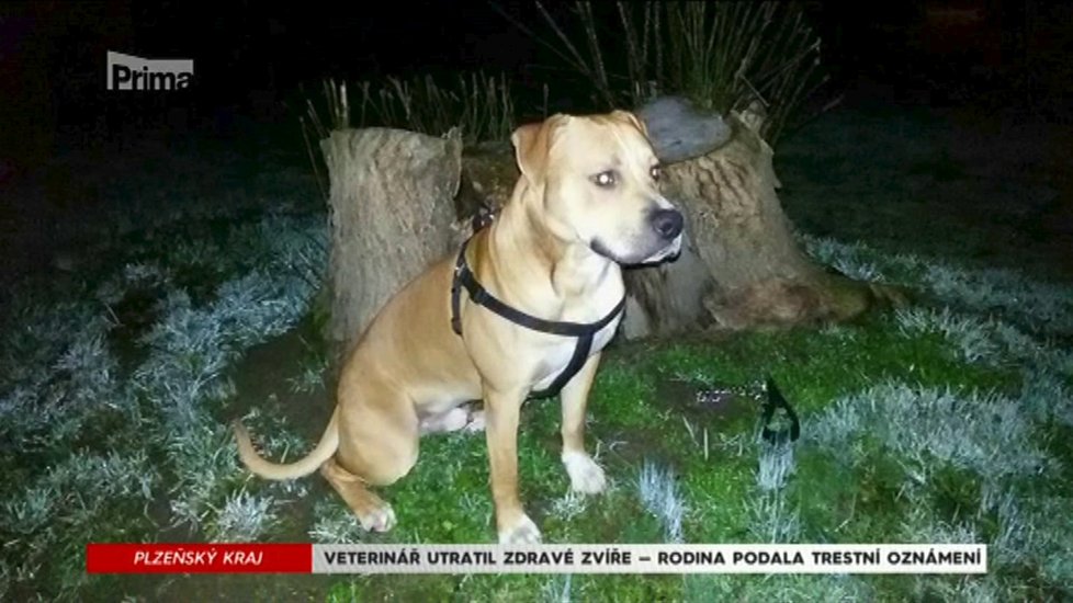 Bountyho utratil veterinář, protože si myslel, že je agresivní.