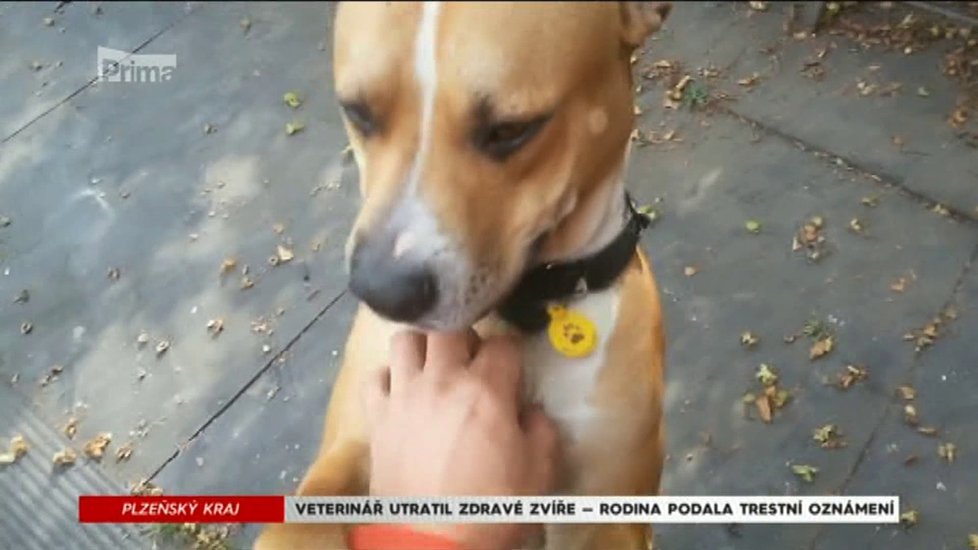 Bountyho utratil veterinář, protože si myslel, že je agresivní.