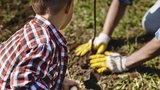 Krok za krokem: Jak zasadit ovocný strom