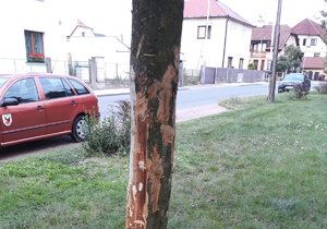 Výjev k neuvěření se naskytl obyvatelům Horních Počernic koncem letošního srpna. Neznámý vandal tam doslova ohobloval jasan až na dřeň. Stromu podle odborníka už není pomoci.