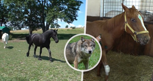 Děsivý útok vlků na Děčínsku: Napadli a potrhali tři koně!
