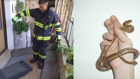 Had na Pardubicku vyděsil babičku s  vnukem: Přivolaní hasiči zjistili, že je to užovka! (vpravo ilustrační foto)