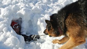 Psi horské služby musí splňovat mnoho předpokladů. Foto z lavinového cvičení záchranářů